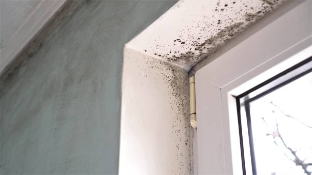 Best Toxic Mold Removal  in Crosby, TX