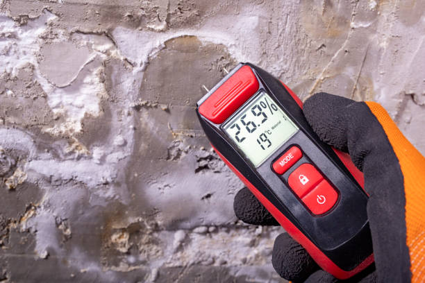 Best Same-Day Mold Removal  in Crosby, TX