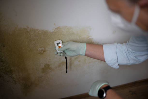 Best Best Mold Removal Companies  in Crosby, TX