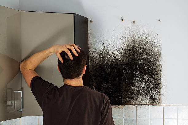 Trusted Crosby, TX Mold Removal Experts