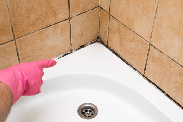 Best Black Mold Removal  in Crosby, TX