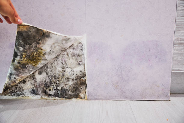 Best Office Mold Removal Services  in Crosby, TX